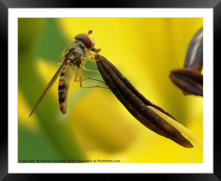hover fly Framed Mounted Print by Andrew Poynton
