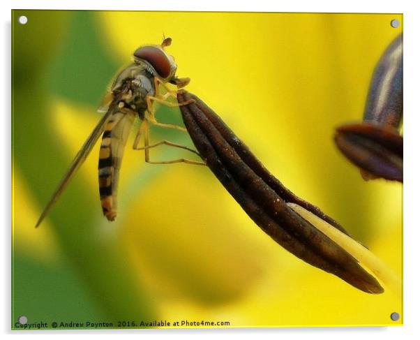 hover fly Acrylic by Andrew Poynton