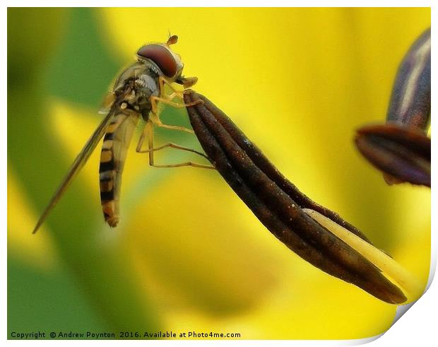 hover fly Print by Andrew Poynton
