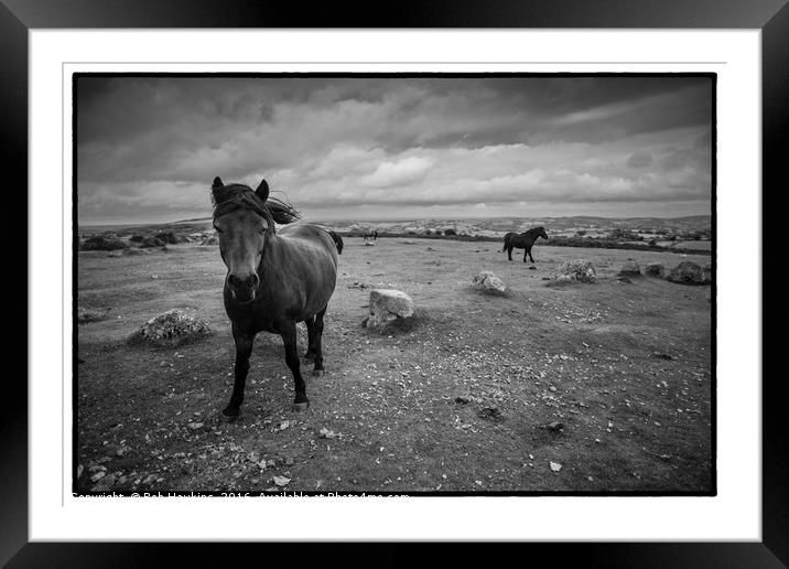 Ponies of Dartmoor Framed Mounted Print by Rob Hawkins