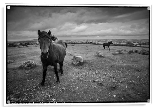 Ponies of Dartmoor Acrylic by Rob Hawkins