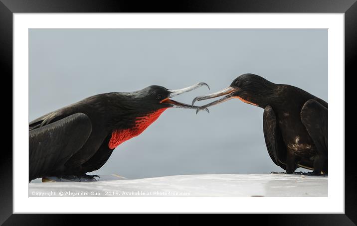 Galapagos Birds Framed Mounted Print by Alejandro Cupi