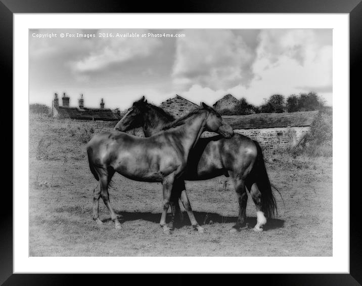 Horses on the farm Framed Mounted Print by Derrick Fox Lomax