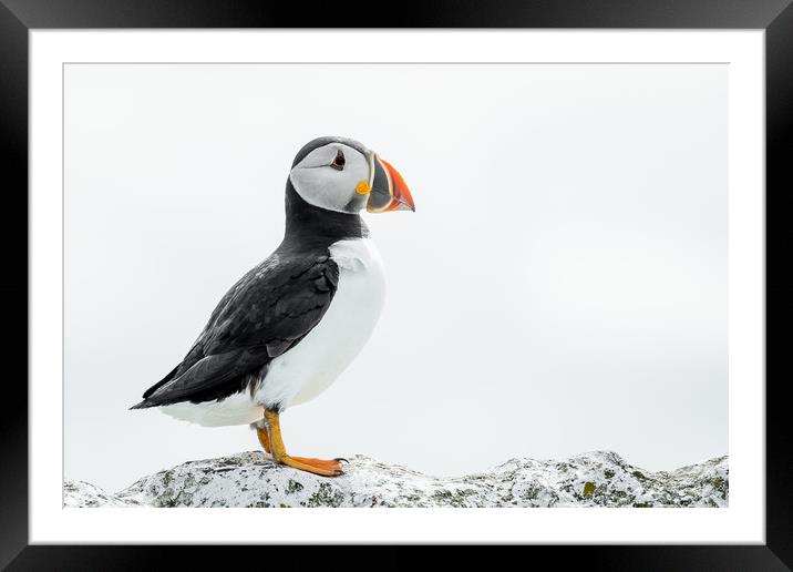 Standing Proud  Framed Mounted Print by Philip Male