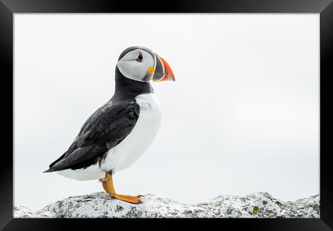Standing Proud  Framed Print by Philip Male