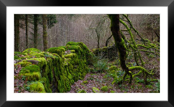 The Dark Forest Framed Mounted Print by michael Bryan