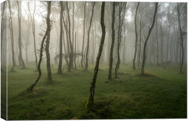 Bolehill Woods in the Fog  Canvas Print by James Grant