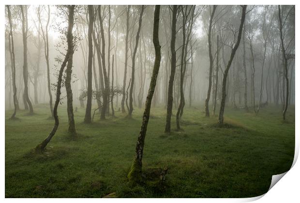 Bolehill Woods in the Fog  Print by James Grant