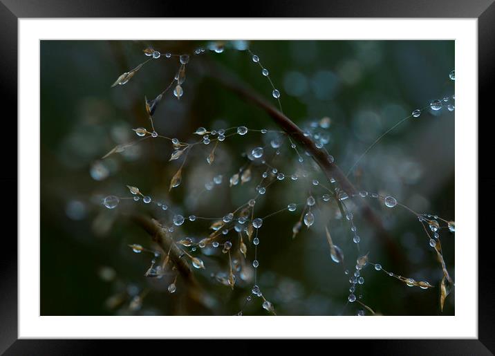 Bejewelled branches Framed Mounted Print by Eric Pearce AWPF