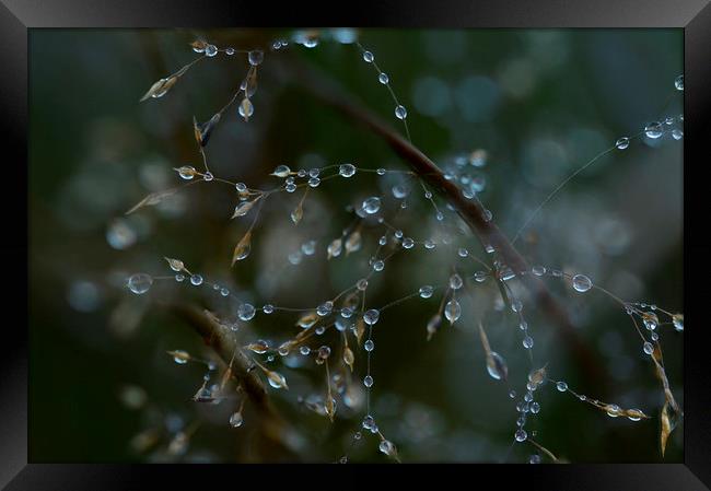 Bejewelled branches Framed Print by Eric Pearce AWPF