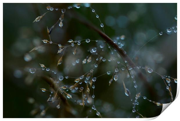 Bejewelled branches Print by Eric Pearce AWPF