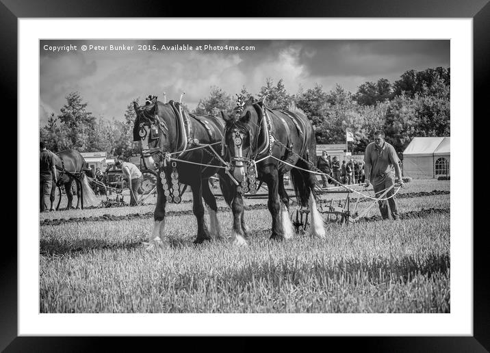 Ploughing 2.  Framed Mounted Print by Peter Bunker