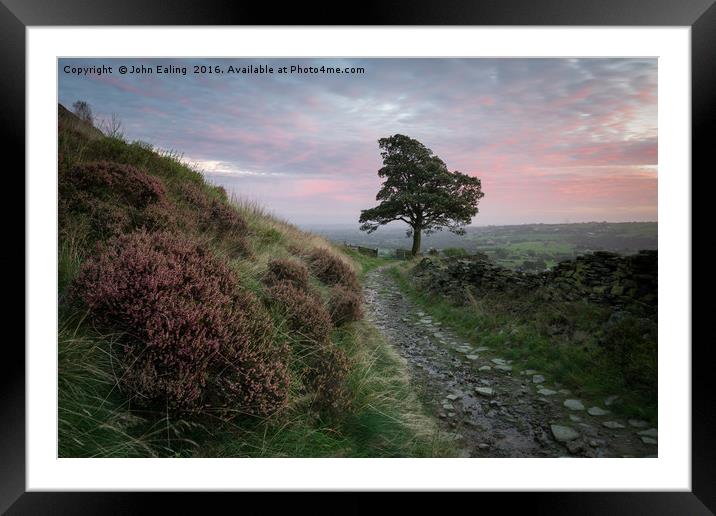 One tree hill Framed Mounted Print by John Ealing