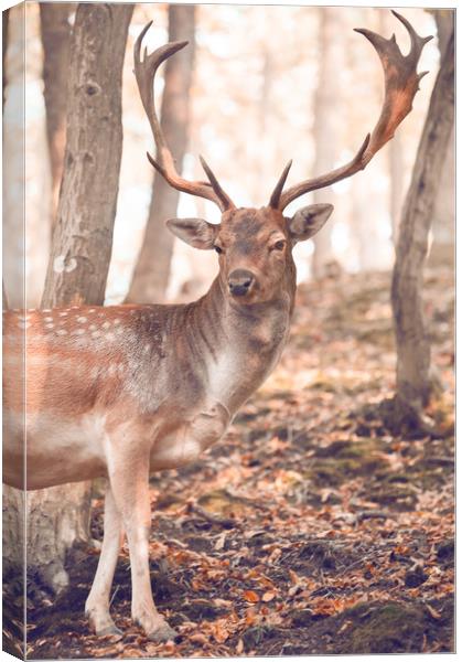 King of the Forest 1 Canvas Print by Jenny Rainbow