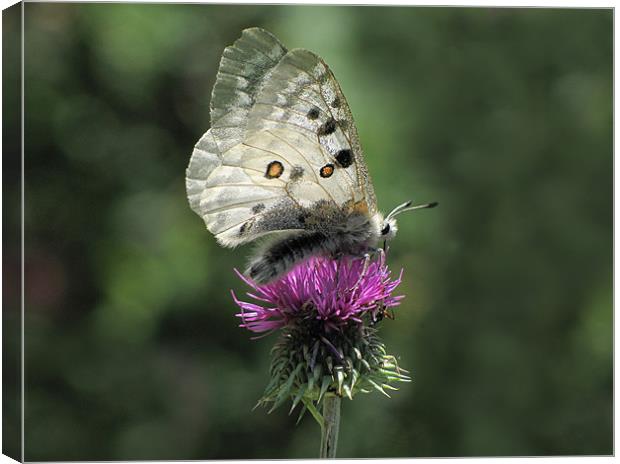 Clouded Apollo Butterfly on Thistle Canvas Print by Jacqi Elmslie