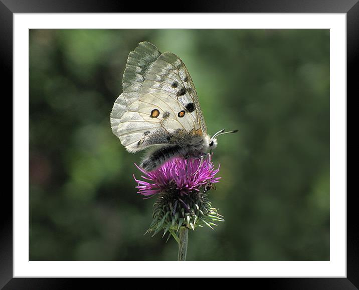 Clouded Apollo Butterfly on Thistle Framed Mounted Print by Jacqi Elmslie