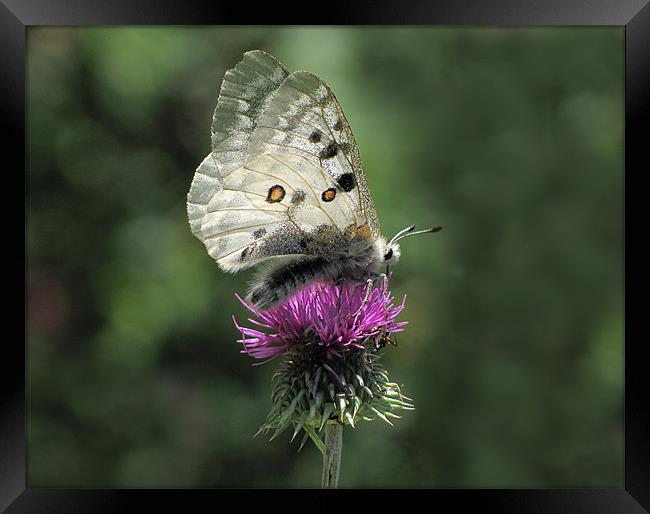 Clouded Apollo Butterfly on Thistle Framed Print by Jacqi Elmslie