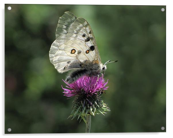 Clouded Apollo Butterfly on Thistle Acrylic by Jacqi Elmslie