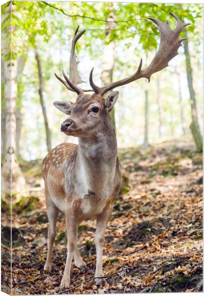 King of the Forest 4 Canvas Print by Jenny Rainbow