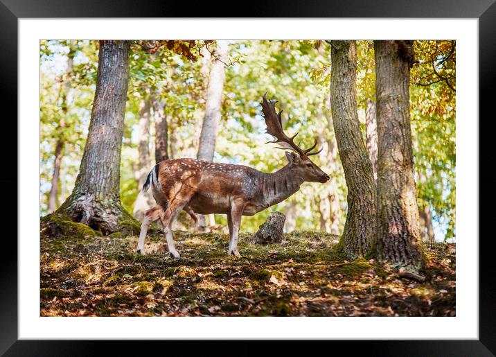 King of the Forest 6 Framed Mounted Print by Jenny Rainbow