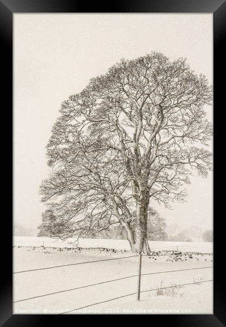 A Lone Tree In Winter Framed Print by Lynne Morris (Lswpp)