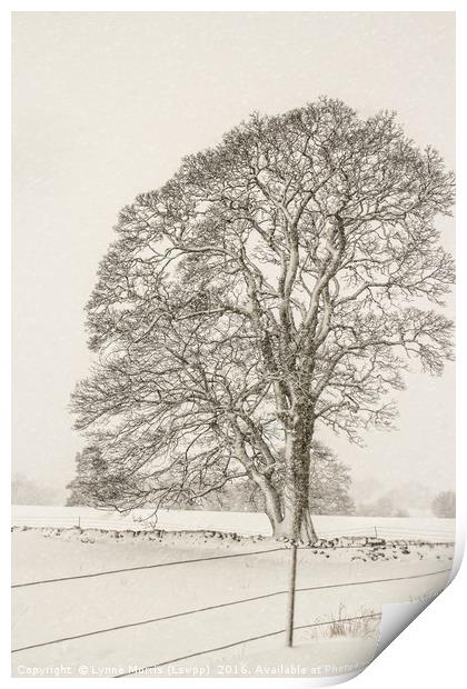 A Lone Tree In Winter Print by Lynne Morris (Lswpp)