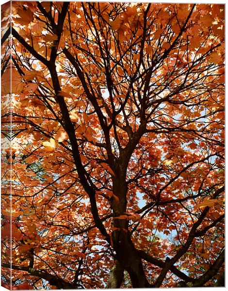 Autumn leaves Canvas Print by Ian Jeffrey