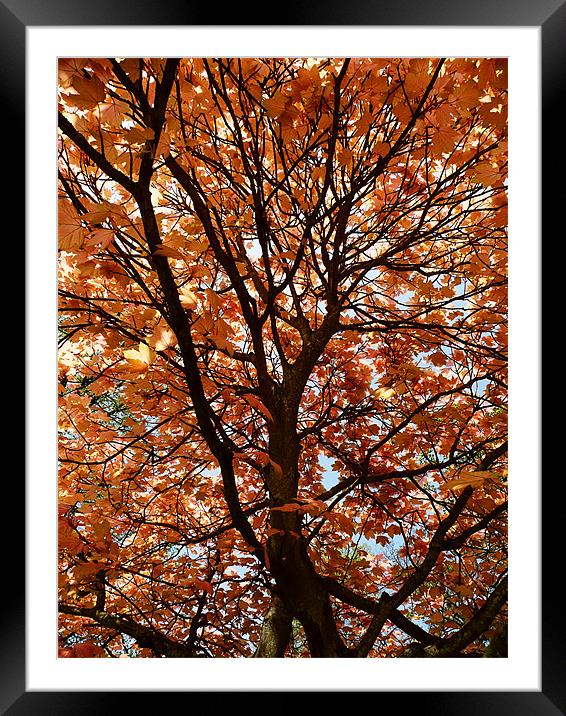 Autumn leaves Framed Mounted Print by Ian Jeffrey