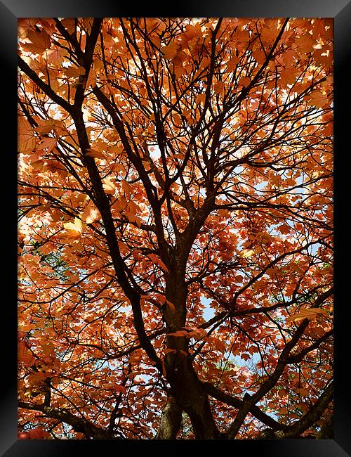 Autumn leaves Framed Print by Ian Jeffrey