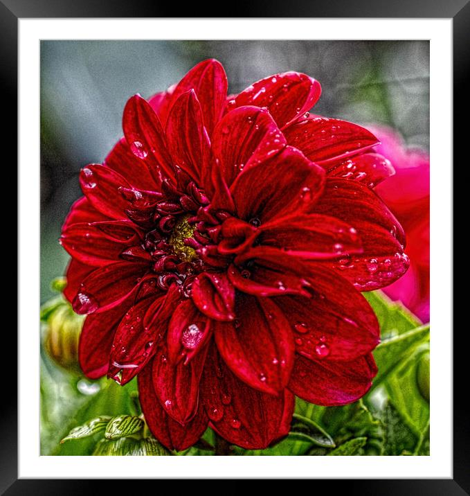 raindrops Framed Mounted Print by sue davies