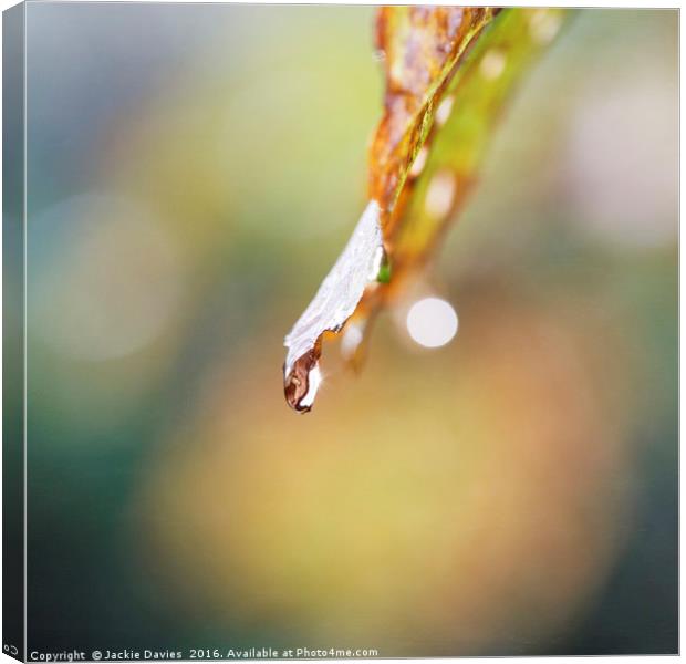 Rain Drop Canvas Print by Jackie Davies