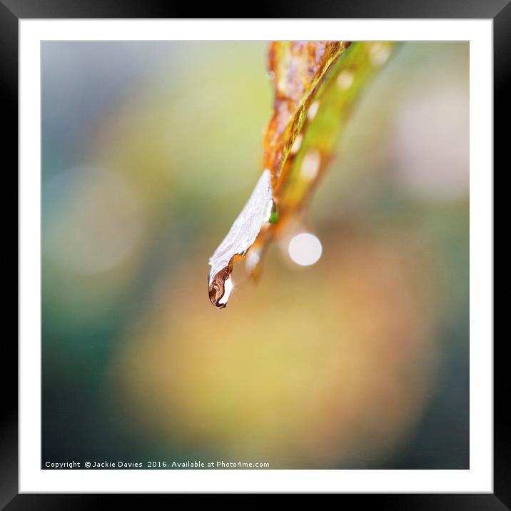 Rain Drop Framed Mounted Print by Jackie Davies