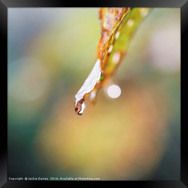 Rain Drop Framed Print by Jackie Davies
