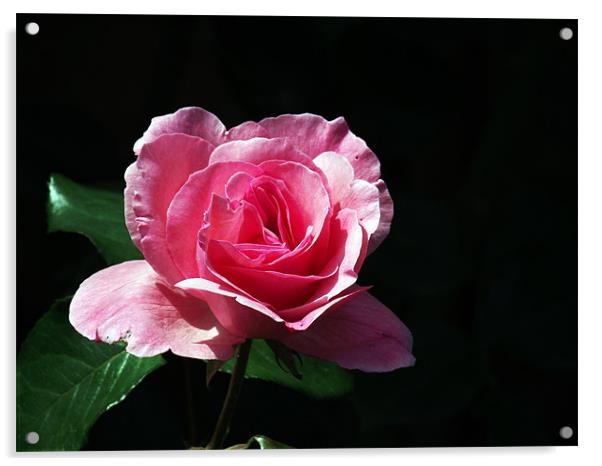 Pink Rose Acrylic by Donna Collett