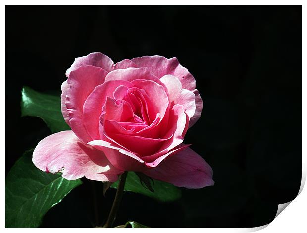 Pink Rose Print by Donna Collett