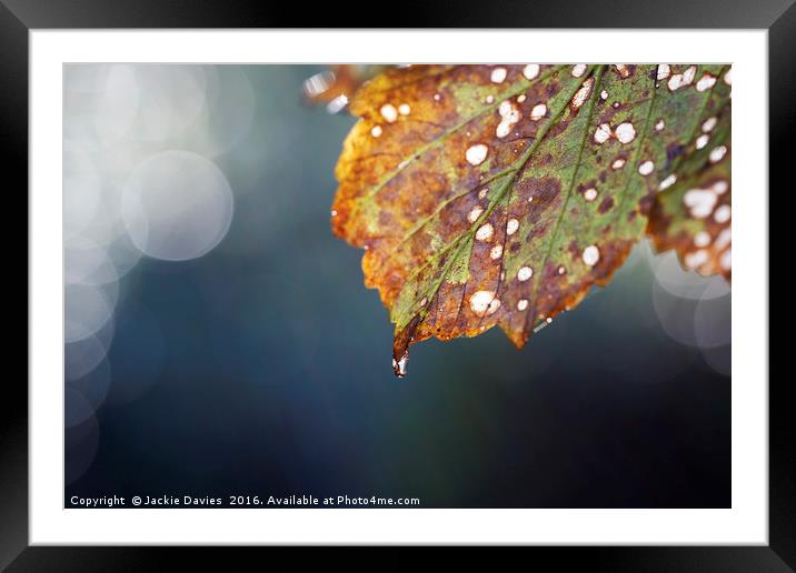 Autumn Leaf Framed Mounted Print by Jackie Davies