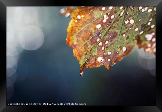 Autumn Leaf Framed Print by Jackie Davies