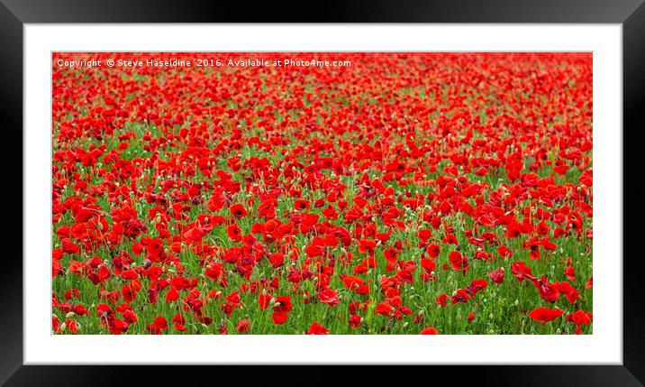 Sea of Poppies  Framed Mounted Print by Steve Haseldine