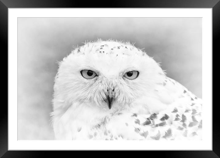 Are you lookin at me? Framed Mounted Print by Jonathan Thirkell