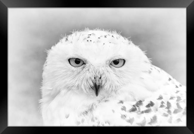 Are you lookin at me? Framed Print by Jonathan Thirkell