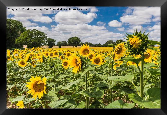  Sunflowers in Boussac Framed Print by colin chalkley