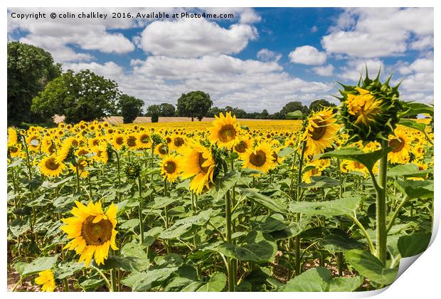  Sunflowers in Boussac Print by colin chalkley
