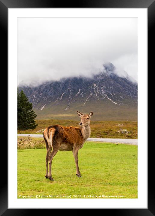A Deer in Glencoe Framed Mounted Print by Lynne Morris (Lswpp)