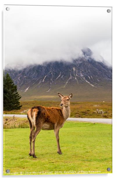 A Deer in Glencoe Acrylic by Lynne Morris (Lswpp)