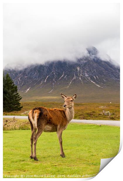 A Deer in Glencoe Print by Lynne Morris (Lswpp)