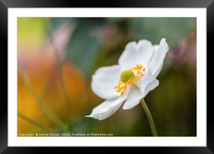 Single White Anemone Framed Mounted Print by Jackie Davies
