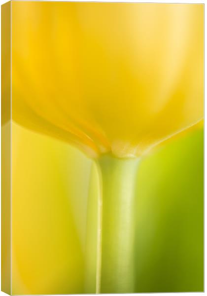 Mellow Yellow Canvas Print by Philip Male