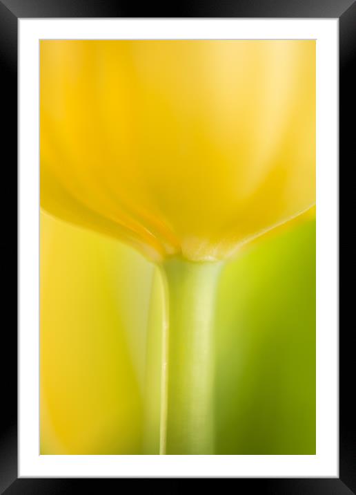 Mellow Yellow Framed Mounted Print by Philip Male