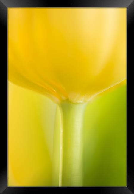 Mellow Yellow Framed Print by Philip Male