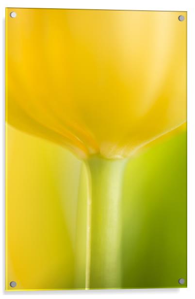 Mellow Yellow Acrylic by Philip Male